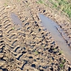 Beach worms lunchtime
