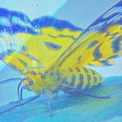 Funeral of Dead Butterfly