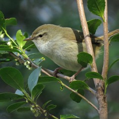 ウグイスと仲間たち：DR-05V3、44kHz、リミッターオン、録音レベル最大