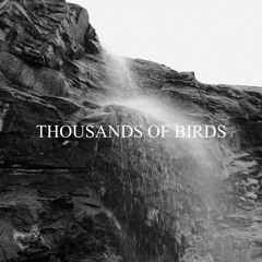 Thousands Of Birds