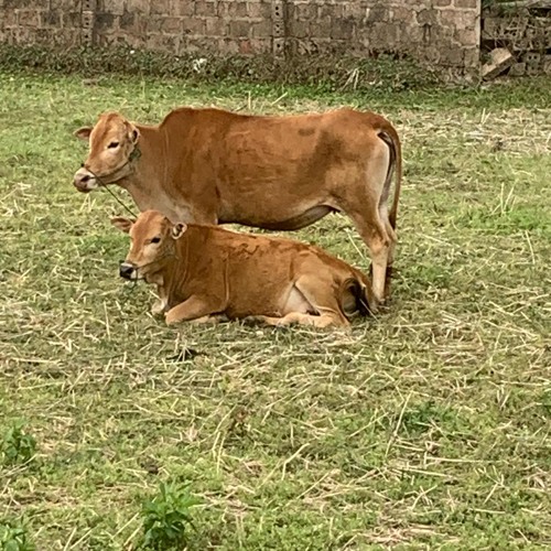 Shinny Disco Ball - Long Nhật