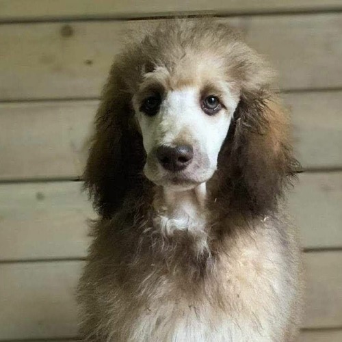 Mørke Sjel - Silence = Violence