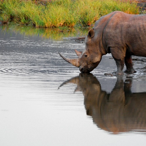 African Wildlife At Waterhole
