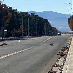 CHIPMUNKS (freestyle) - 2024