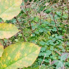 Mélodie Pour Plante