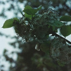 Light Blending In & Joshua Maurice - Forwards