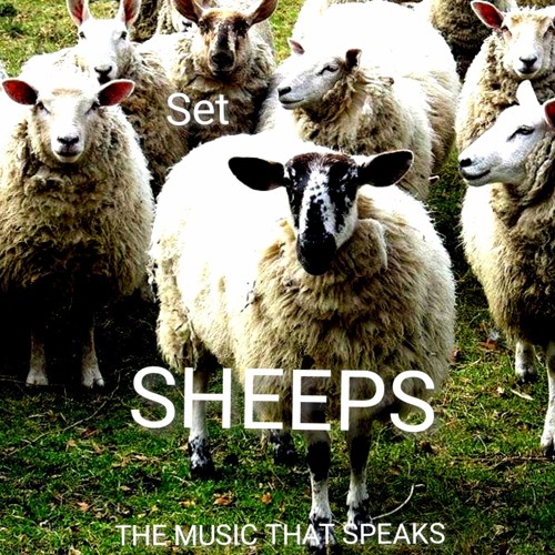 SHEEPS - SET REC-2025-10-05
