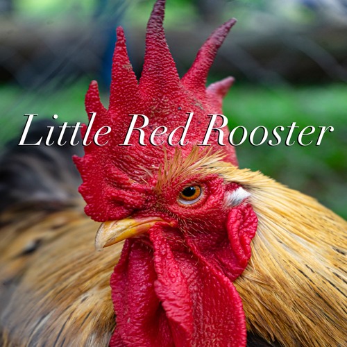 Stream " The Little Red Rooster" by Daddy Ward | Listen online for free on  SoundCloud