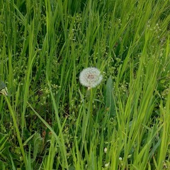 Линочка Ли - Попутный Ветер