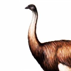 I'M DA BIGGEST BIRD (JOSHYMCSQUASHY DRUM AND BASS REMIX)
