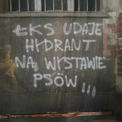 jammin pani wayne - plemienne zorze na kwasie