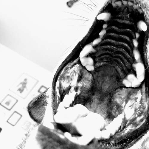 Serpent Hearts - The ache of emptiness