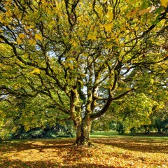 Tell Me Not Here by A.E. Housman
