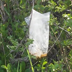 A Plastic Baggie Filled With Poo (feat. DJ Fecal Matter)