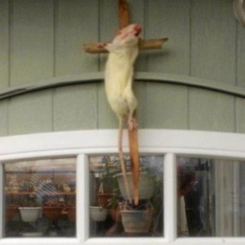 Ristet rotte (feat, DJ BASStian, jojo P, Big H, Alex, yng Niko)