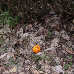 제주부르쓰