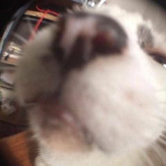 Sistema - Kobe Silvestre