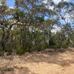 FKISM: Scrub ambience, Mount Billy Conservation Park - January 2025