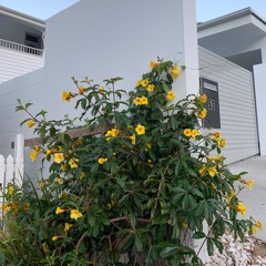 maybe one day (original)