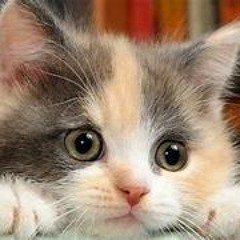 Adrien Theme - Danky (commission)