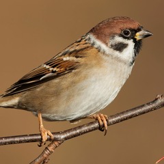 vrabec (bits & pieces)