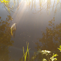 Eddie Jobson's violin