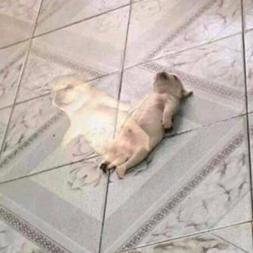 nhạc Thoát Xác 🥵
