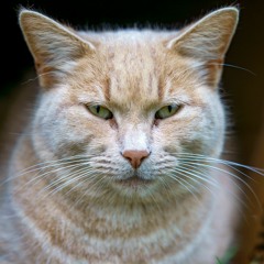 Catland