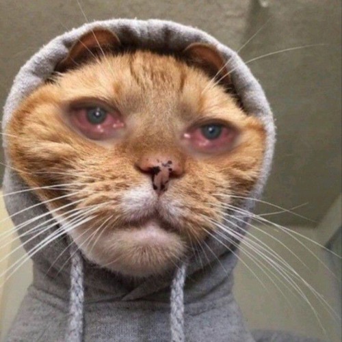 Có Một Người Vẫn Đợi  Hot TikTok - siêu cuốn