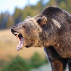 L'ours En Colere Apres La Lueur D'espoir