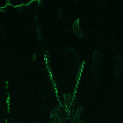 Lilfye HoodTrap Lilfye chopped .m4a