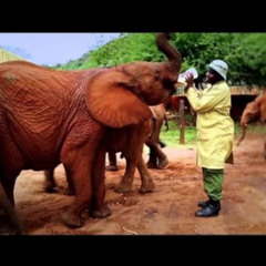 Video elephant video twitter  instagram elefant video elephant video insta