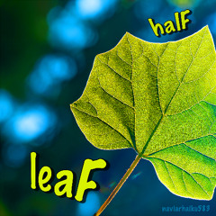 halF leaF [naviarhaiku583]