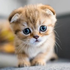 Unke Andaz e Karam cover by Aqib Shaka . Nusrat