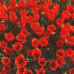 tired cover (beabadoobee)