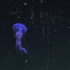 Polomane - Jelly Fish