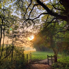 Dawn Chorus in a Sussex Woodland