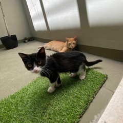 escalera caracól [prod. emirsito]