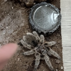 血穴蠍🦂20241212