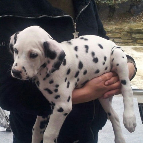 дым убивает мразей