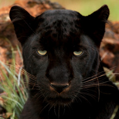 Panther Rhei