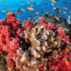 FLORA LOCUTORA -DOBLAJE