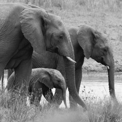 Episode 203 - The Control Of Nature