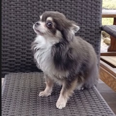 Running With The Wolfs