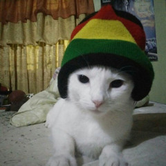 DUB KITTY (VIP) [BDAY FREEBIE]