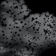 corbeaux noir