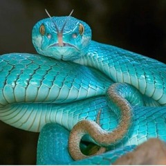 Sneaky - Young Khaos X MAJ