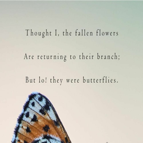 OneAmbient4 - But Lo! They Were Butterflies (Naviarhaiku 336)
