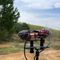 Bird Sounds from Sile, Istanbul