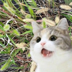 Cat Teaser (222 mix)